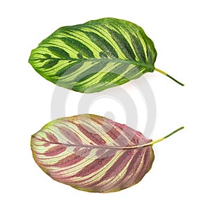 Front and back of leaf of Calathea makoyana on white photo