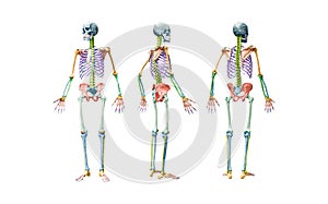 Front, back and profile views of full human male skeleton 3D rendering illustration isolated on white. Anatomy or medical diagram