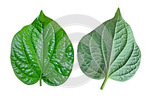 Front and back side of wild petal leaves