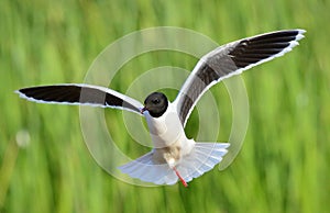 The front of Black-headed Gull (Larus ridibundus) flying