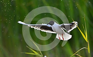 The front of Black-headed Gull (Larus ridibundus) flying photo