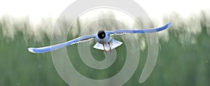 The front of Black-headed Gull (Larus ridibundus) flying photo