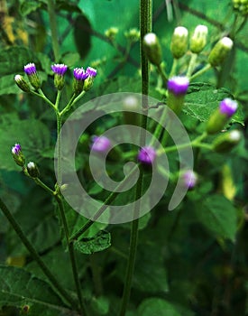 Front blur and background focus of purple wild plant