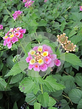 Latana Camera flower, bud and fruit photo