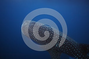 Front body part of large whale shark Rhincodon typus in blue sea water