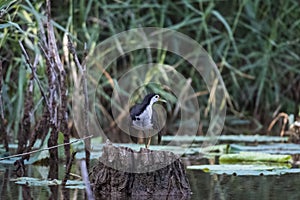 The front breast of the pond is a white waterfowl.