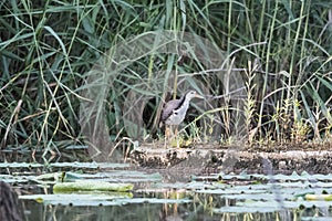 The front breast of the pond is a white waterfowl.