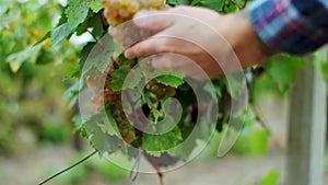 In front of the camera farmer man cut a grapes in the vineyard details taking video closeup