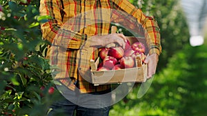 In front of the camera farmer man pick up the organic red apple from the tree and put in to the wooden chest in a large