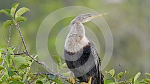 front on close up of an anhinga bird perching in a pond apple tree at everglades