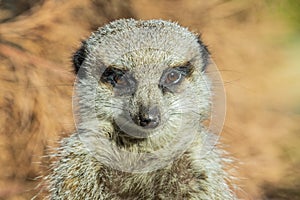 Front on close up of a meerkat