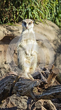 Front on close up of a meerkat