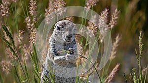 Front close-up view of cute single cape ground squirrel grabbing for a blade of grass to eat in Etosha National Park, Namibia.