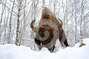 Front close view of assault European bison