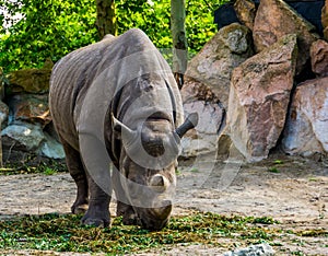 Front closeup of a black rhinoceros eating grass, critically endangered animal specie from Africa