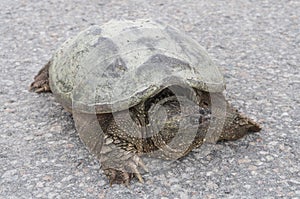 Front closeup of common snapping turtle sunbathing on concrete road