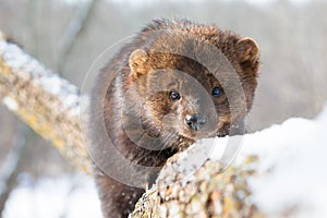 Front Closeup of fisher photo