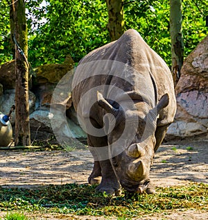 Front closeup of a hook lipped rhinoceros eating grass, critically endangered animal specie from Africa