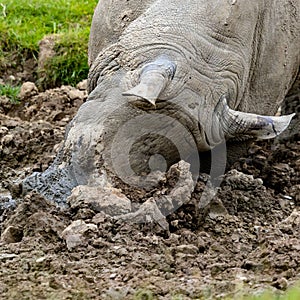 Front closeup of a white rhinoceros stucked on the grass with his horn