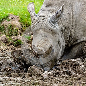 Front closeup of a white rhinoceros stucked on the grass with his horn