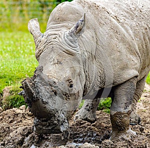 Front closeup of a white rhinoceros stucked on the grass with his horn