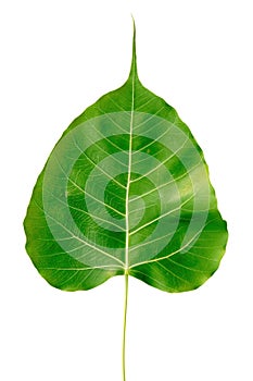 Front cordate leaf