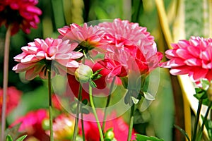 FRONT DAHLIA FLOWERS