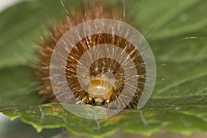 Front detail of an orange caterpillar