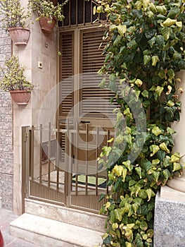 Front door with a fence in front of it, with flower pots and climbing ivy with yellow and green leaves