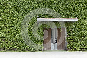 front door surrounded by ivy wall