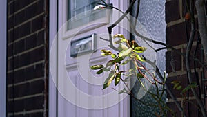 Front door to home with rose bush