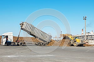 Front-end loader in action on the loading of sugar beet at a sugar