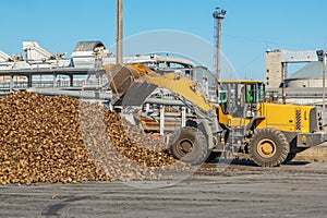 Front-end loader in action on the loading of sugar beet at a sugar
