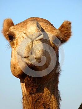 Front Face Arabian Camel Head Close-Up