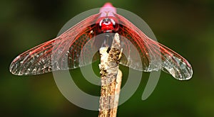 Front Face of Common Parasol (Neurothemis Fluctuans) on The Plant