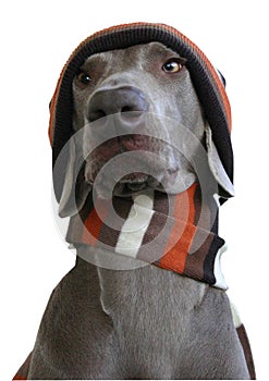 Front face of Dog with hat and scarf