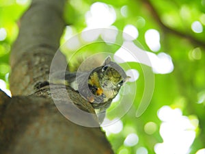 Front face of a squirrel on a tree eating beans. It`s small and cute