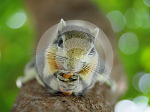 Front face of a squirrel on a tree eating beans. It`s small and cute