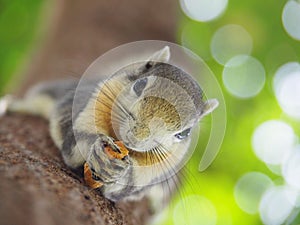 Front face of a squirrel on a tree eating beans. It`s small and cute