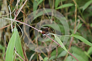 Front face view of a Pied paddy skimmer dragonfly perched on top of a grass stem