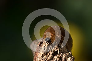 Front Facing Macro of Brown Hairy Caterpillar on Broken Branch