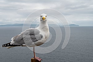 Front facing Seagull