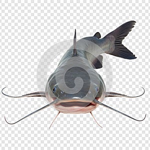 Catfish on Transparent Background photo