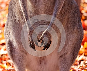 Front feet of kangaroo is a marsupial from the family Macropodidae