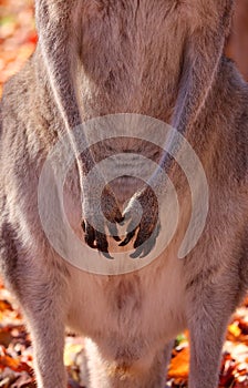 Front feet of kangaroo is a marsupial from the family Macropodidae