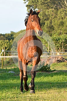 Front full body view of a big bay sport horse