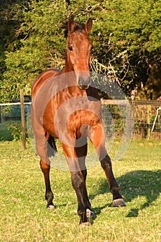 Front full body view of a big bay sport horse