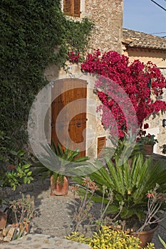 Front garden with plants