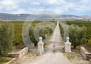 The front gate and white gravel road leading to Tomaresca Tenuta Bocca di Lupo