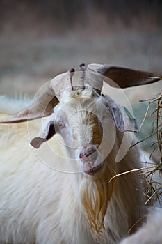 Front on head of a male Kiko goat